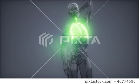 Human Lungs Radiology Exam Human Lungs Radiology Exam 46774595