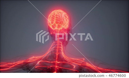 Human Brain Radiology Exam Human Brain Radiology Exam 46774600