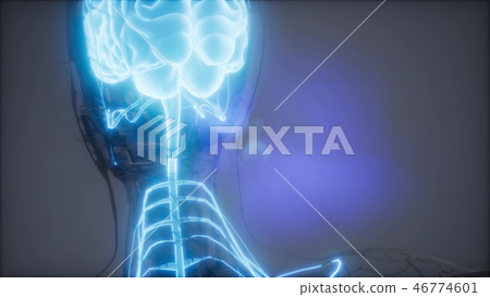 Human Brain Radiology Exam Human Brain Radiology Exam 46774601