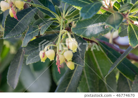 Strawberry tree fruits and flowers Strawberry tree fruits and flowers 46774670