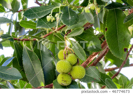 Strawberry tree fruits and flowers Strawberry tree fruits and flowers 46774673
