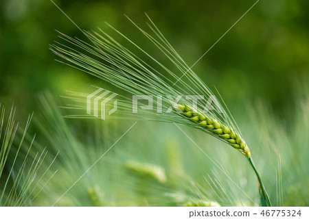 Barley grain 46775324