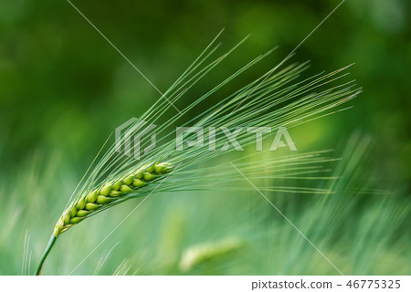 Barley grain 46775325