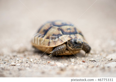 Close up of a young Greek turtle 46775331