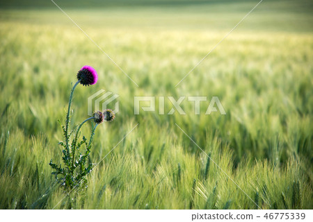 Beautiful violet blossom of Onopordum acanthium Beautiful violet blossom of Onopordum acanthium 46775339