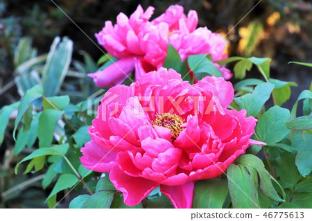 Ueno Toshogu winter peony Ueno Toshogu winter peony 46775613