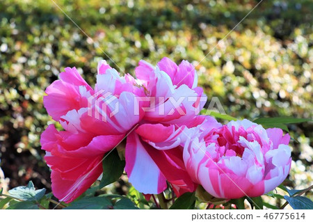 Winter peony island jus 46775614