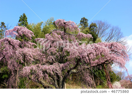 Jizo cherry blossoms in full bloom and blue sky in spring (1) 46775860