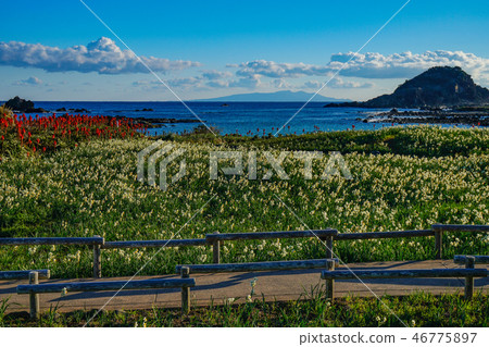 Shimoda Narcissus Festival Shimoda Narcissus Festival 46775897