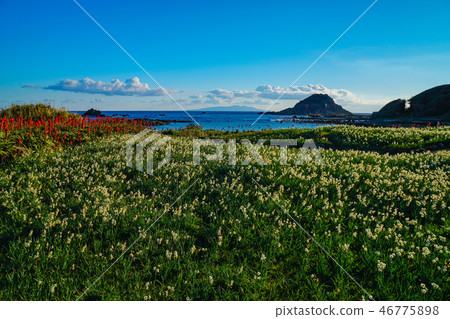 Shimoda Narcissus Festival 46775898