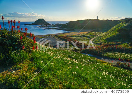 Shimoda Narcissus Festival Shimoda Narcissus Festival 46775909