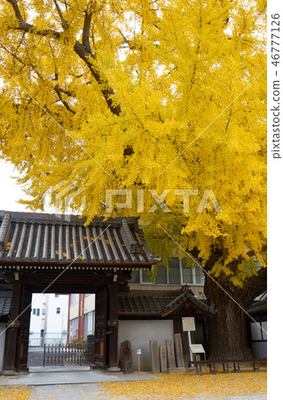 Ginkgo biloba Ginkgo biloba 46777126