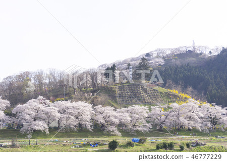 First sight 1000 cherry blossoms Funaoka castle Hakuishi First sight 1000 cherry blossoms Funaoka castle Hakuishi 46777229