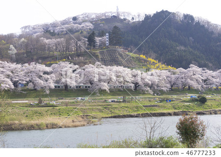 First sight 1000 cherry blossoms Funaoka castle Hakuishi First sight 1000 cherry blossoms Funaoka castle Hakuishi 46777233