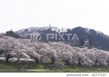 First sight 1000 cherry blossoms Funaoka castle Hakuishi First sight 1000 cherry blossoms Funaoka castle Hakuishi 46777237