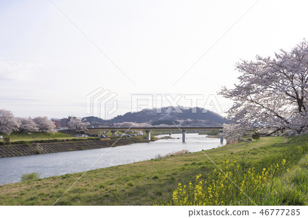 First sight 1000 cherry blossoms Funaoka castle Hakuishi First sight 1000 cherry blossoms Funaoka castle Hakuishi 46777285