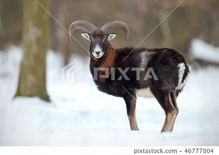 Wild sheep, mouflon, standing in deep snow in winter forest. 46777804