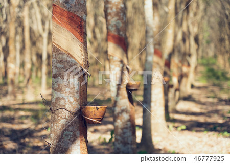 Rubber tree (Hevea brasiliensis) produces latex. 46777925
