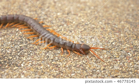 Close. centipede on asphalt. dead big black orange centipede within the city 46778145