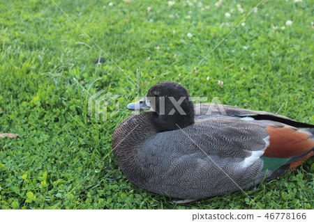 哈格利公園 46778166