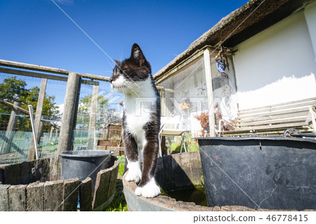Cat in black and white color in a backyard 46778415