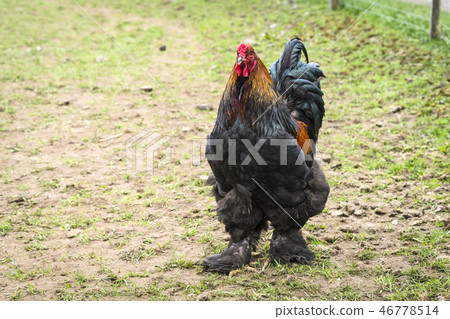 Large rooster with fluffy feet walking Large rooster with fluffy feet walking 46778514