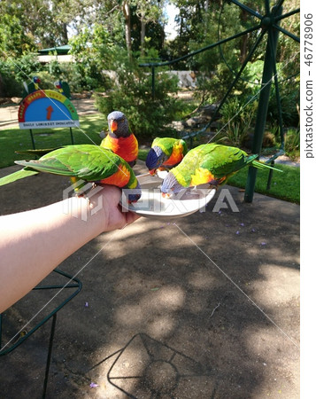 餵養Cranbin動物園 46778906