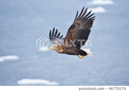 White-tailed eagle (Hokkaido, Rausu) flying above the sea where ice floes float White-tailed eagle (Hokkaido, Rausu) flying above the sea where ice floes float 46779170