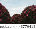 Camellia 46779413