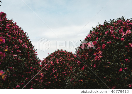 Camellia 46779413