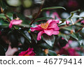 Camellia 46779414