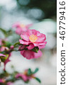 Camellia 46779416