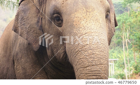close-up, an elephant at the zoo is eating green grass 46779650