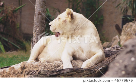 pregnant female white lion.The white lions are a colour mutation of the Transvaal lion , Panthera pregnant female white lion.The white lions are a colour mutation of the Transvaal lion , Panthera 46779679
