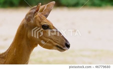 Roe eats grass in the forest, capreolus. Wild roe deer in nature. close-up 46779680