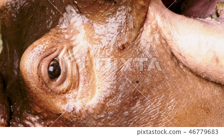 close-up. portrait of a big hippo. the details close-up. portrait of a big hippo. the details 46779683