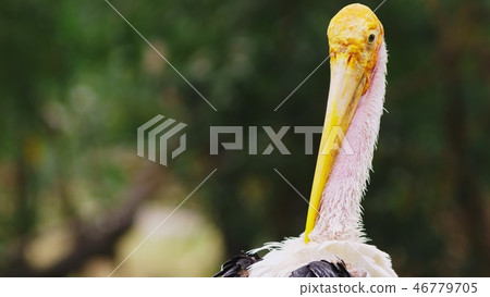 Close up .The milky stork, Mycteria cinerea, species found predominantly in coastal mangroves in Close up .The milky stork, Mycteria cinerea, species found predominantly in coastal mangroves in 46779705