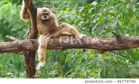 close-up. female White-cheeked gibbon. Hylobates leucogenys. sits on a tree in the wild close-up. female White-cheeked gibbon. Hylobates leucogenys. sits on a tree in the wild 46779706