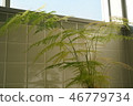 室內植物在窗口中 46779734