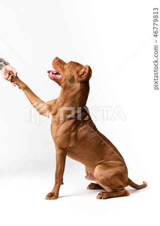 Adorable red dog sits at white background 46779813
