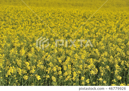Rapeseed field Rapeseed field 46779926