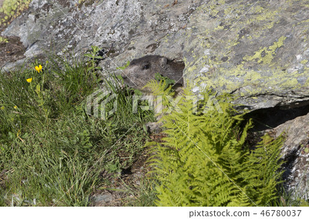 Alpine marmot in Switzerland 46780037