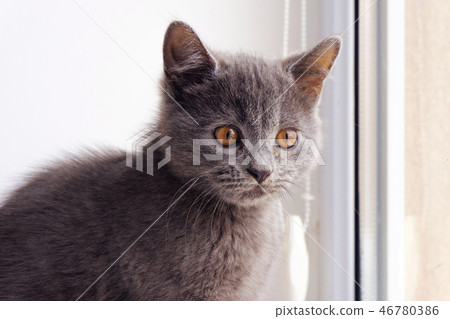 a british shorthair cat a british shorthair cat 46780386