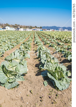 [三浦白菜田] 46780765