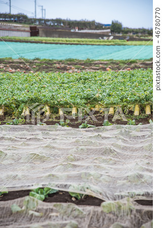 [Miura radish field] 46780770