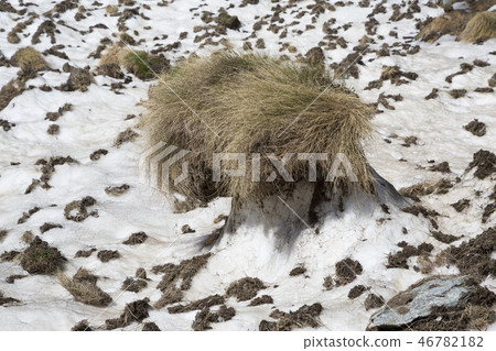 Grass clod fallen of the mountain in an avalanche  46782182
