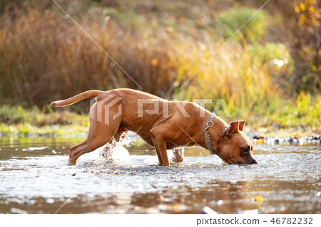 Adorable red dog walks in park at autumn Adorable red dog walks in park at autumn 46782232