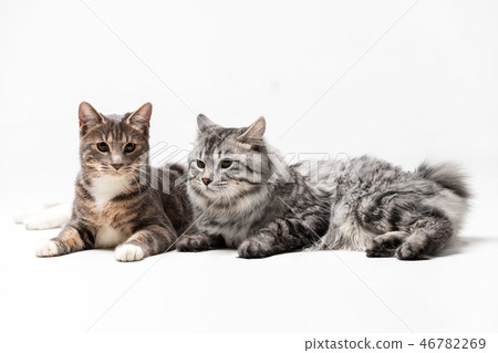 Adorable bobtail cats isolated on white background 46782269