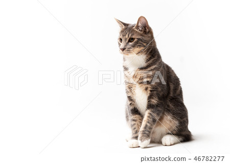 Adorable bobtail cat isolated on white background 46782277