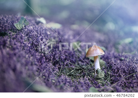 Poisonous mushroom Amanita phalloides in the wood Poisonous mushroom Amanita phalloides in the wood 46784202